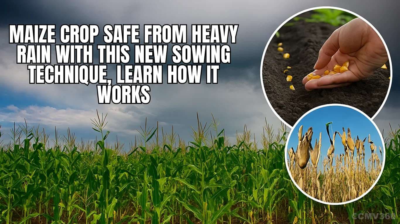 Maize Crop Safe from Heavy Rain with This New Sowing Technique, Learn How It Works Maize Crop Safe from Heavy Rain.webp