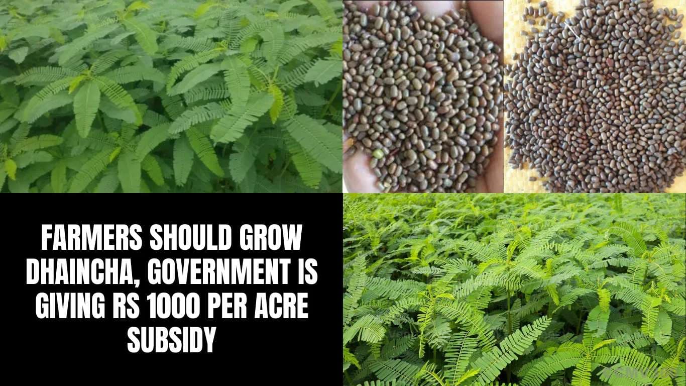 Farmers Should Grow Dhaincha, Government Is Giving Rs 1000 Per Acre Subsidy Farmers Should Grow Dhaincha, Government Is Giving Rs 1000 Per Acre Subsidy.webp