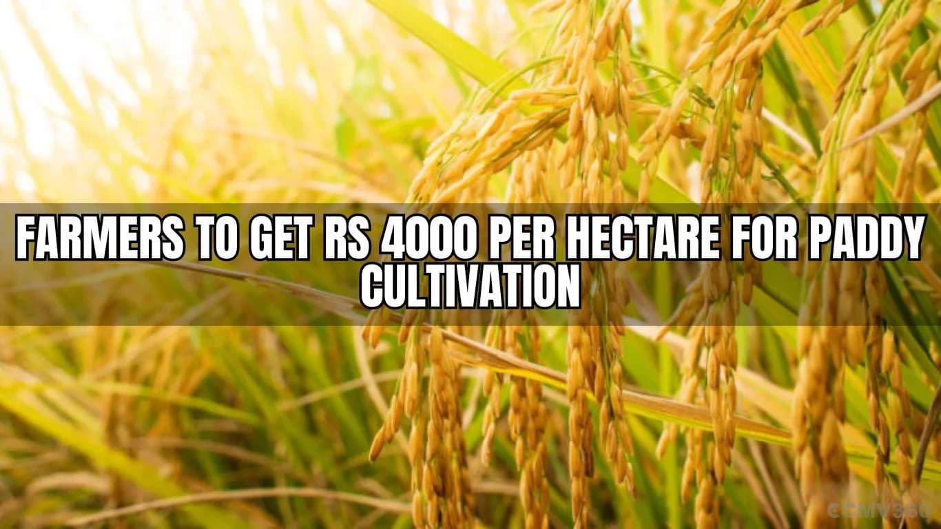 Farmers to Get Rs 4000 Per Hectare for Paddy Cultivation Farmers to Get Rs 4000 Per Hectare for Paddy Cultivation.webp