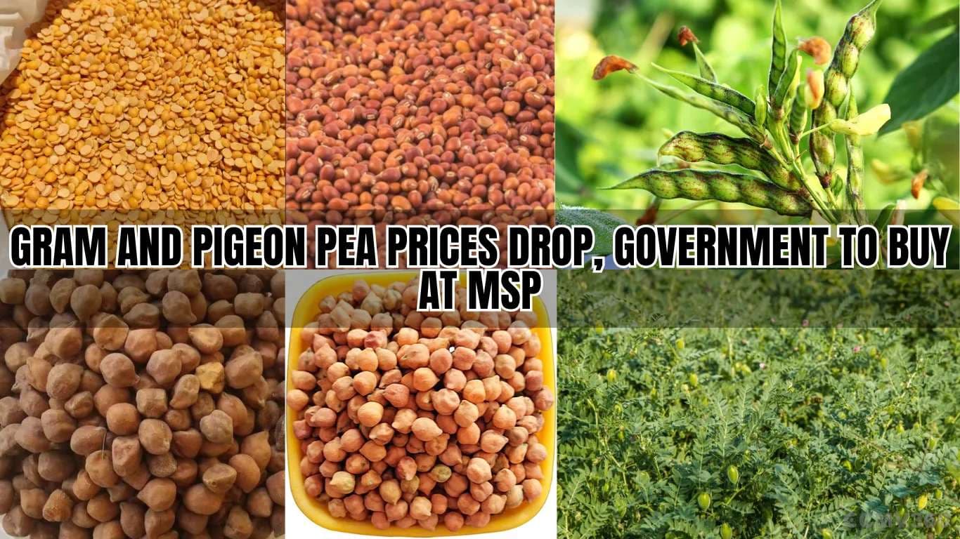 Gram and Pigeon Pea Prices Drop, Government to Buy at MSP Gram and Pigeon Pea Prices Drop, Government to Buy at MSP.webp