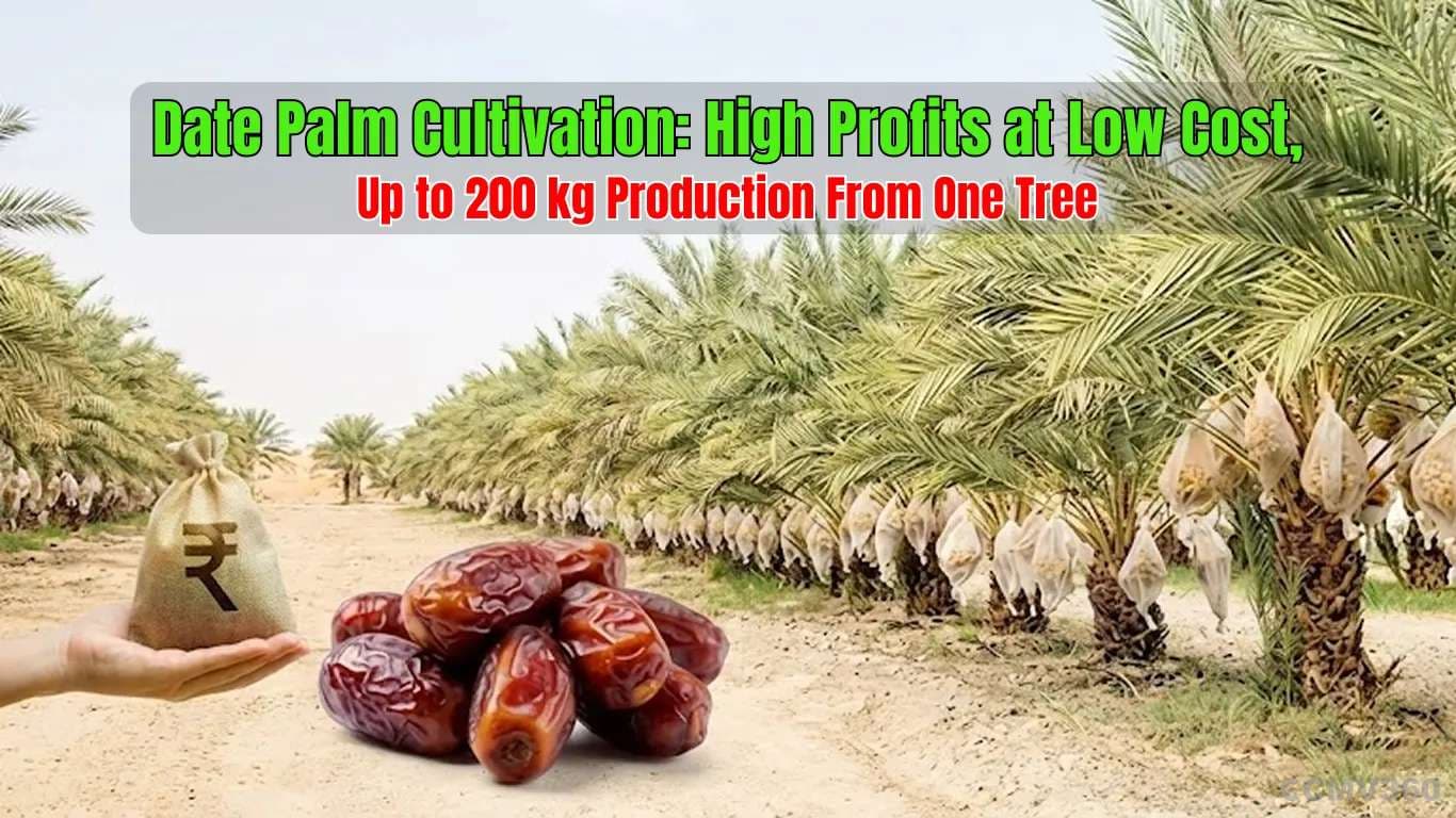 Date Palm Cultivation: High Profits at Low Cost, Up to 200 kg Production From One Tree Date Palm Cultivation: High Profits at Low Cost, Up to 200 kg Production From One Tree