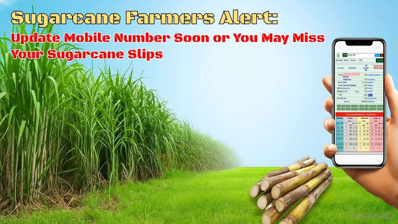 Sugarcane Farmers Alert: Update Mobile Number Soon or You May Miss Your Sugarcane Slips UP Sugarcane Slips via SMS; Government Raises SAP Rates