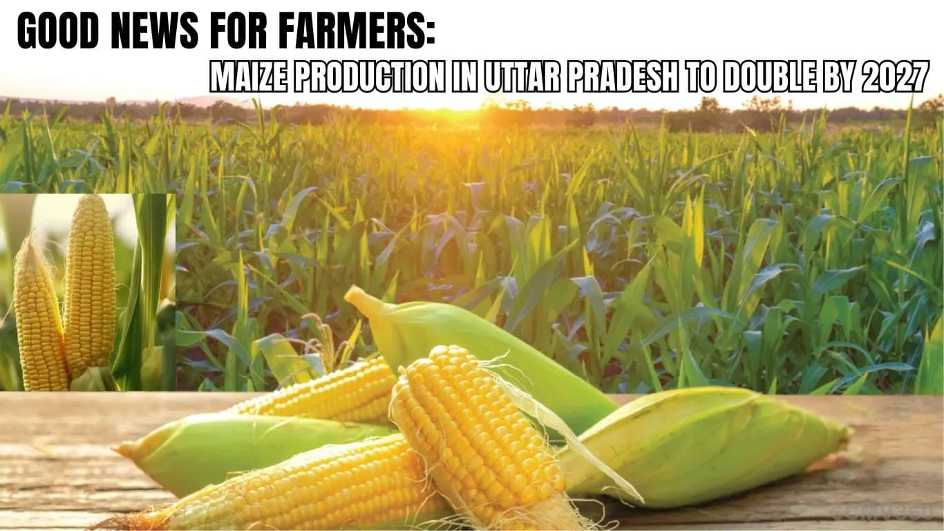 Good News for Farmers: Maize Production in Uttar Pradesh to Double by 2027 Good News for Farmers: Maize Production in Uttar Pradesh to Double by 2027