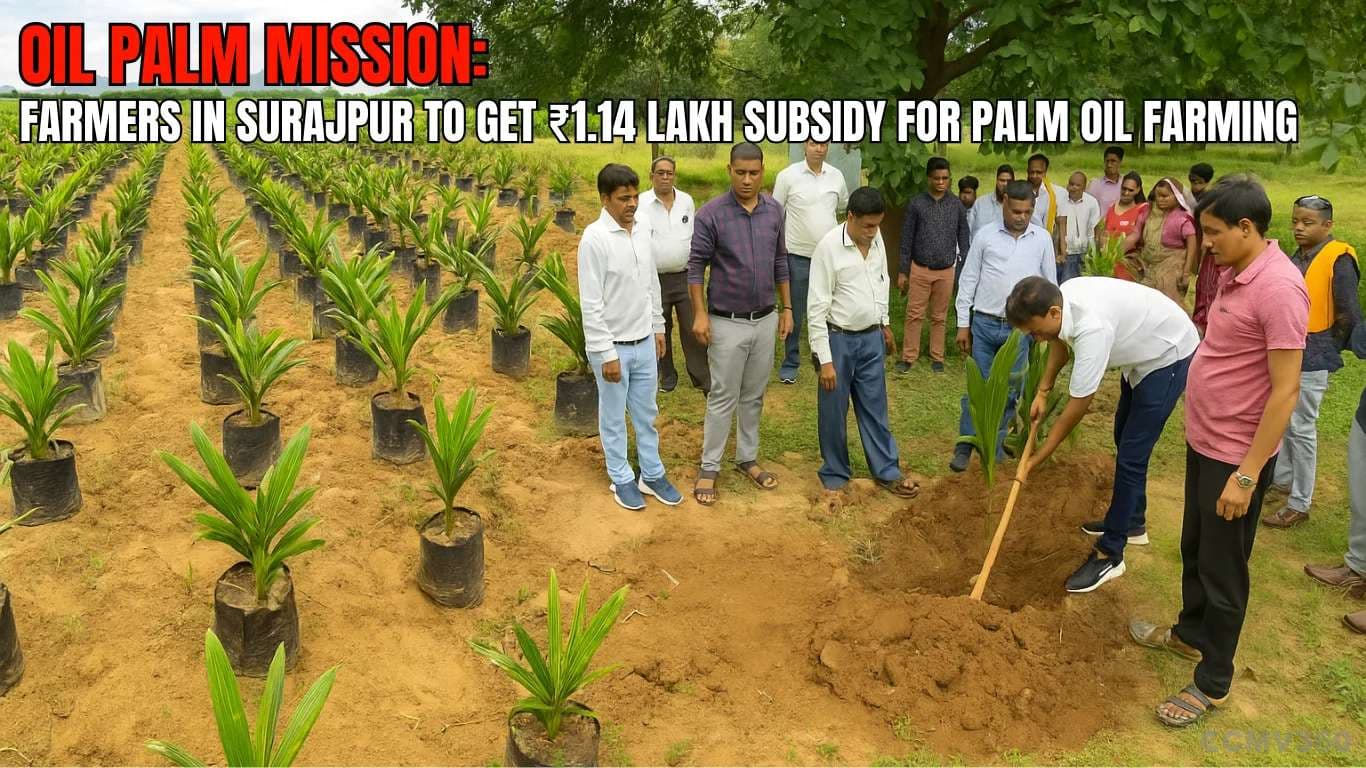 Oil Palm Mission: Farmers in Surajpur to Get ₹1.14 Lakh Subsidy for Palm Oil Farming oil Palm Mission.webp