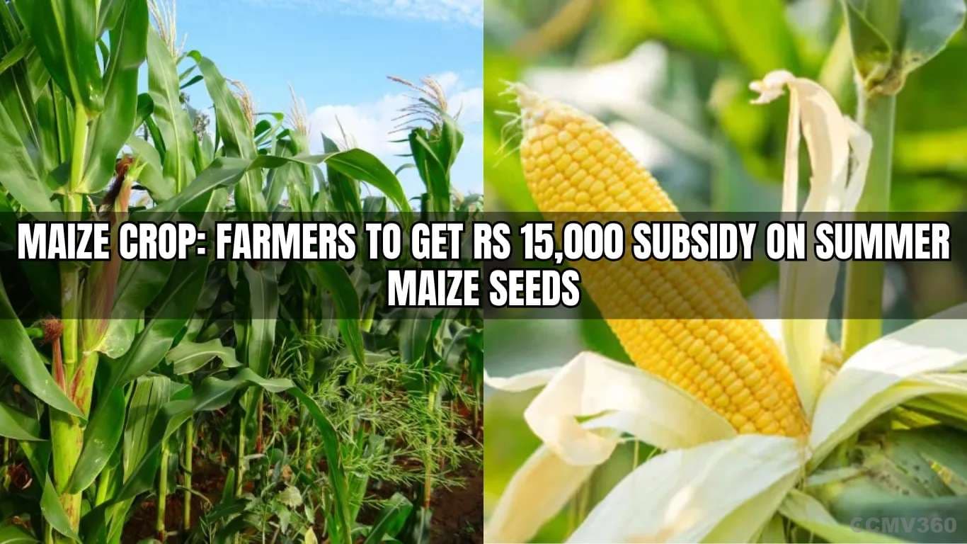 Maize Crop: Farmers to Get Rs 15,000 Subsidy on Summer Maize Seeds Maize Crop Farmers to Get Rs 15,000 Subsidy on Summer Maize Seeds.webp
