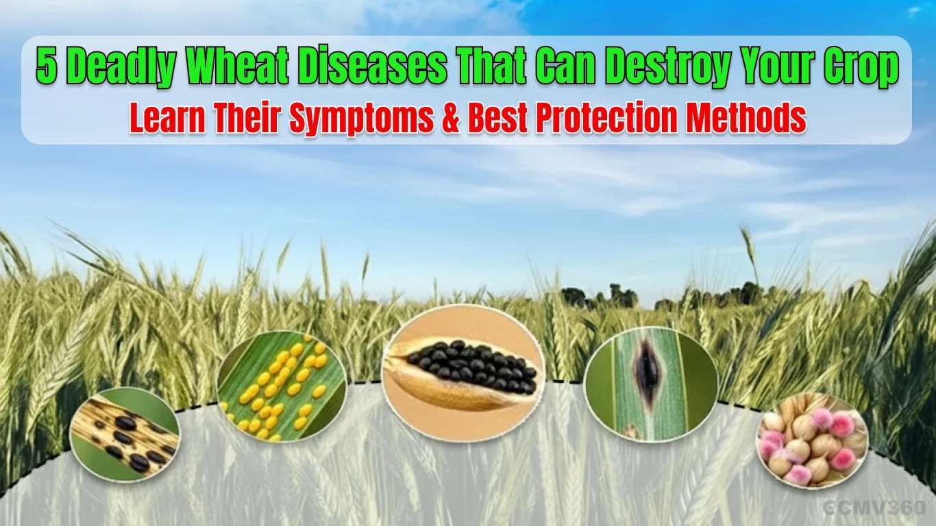 5 Deadly Wheat Diseases That Can Destroy Your Crop – Learn Their Symptoms & Best Protection Methods 5 Deadly Wheat Diseases That Can Destroy Your Crop – Learn Their Symptoms & Best Protection Methods