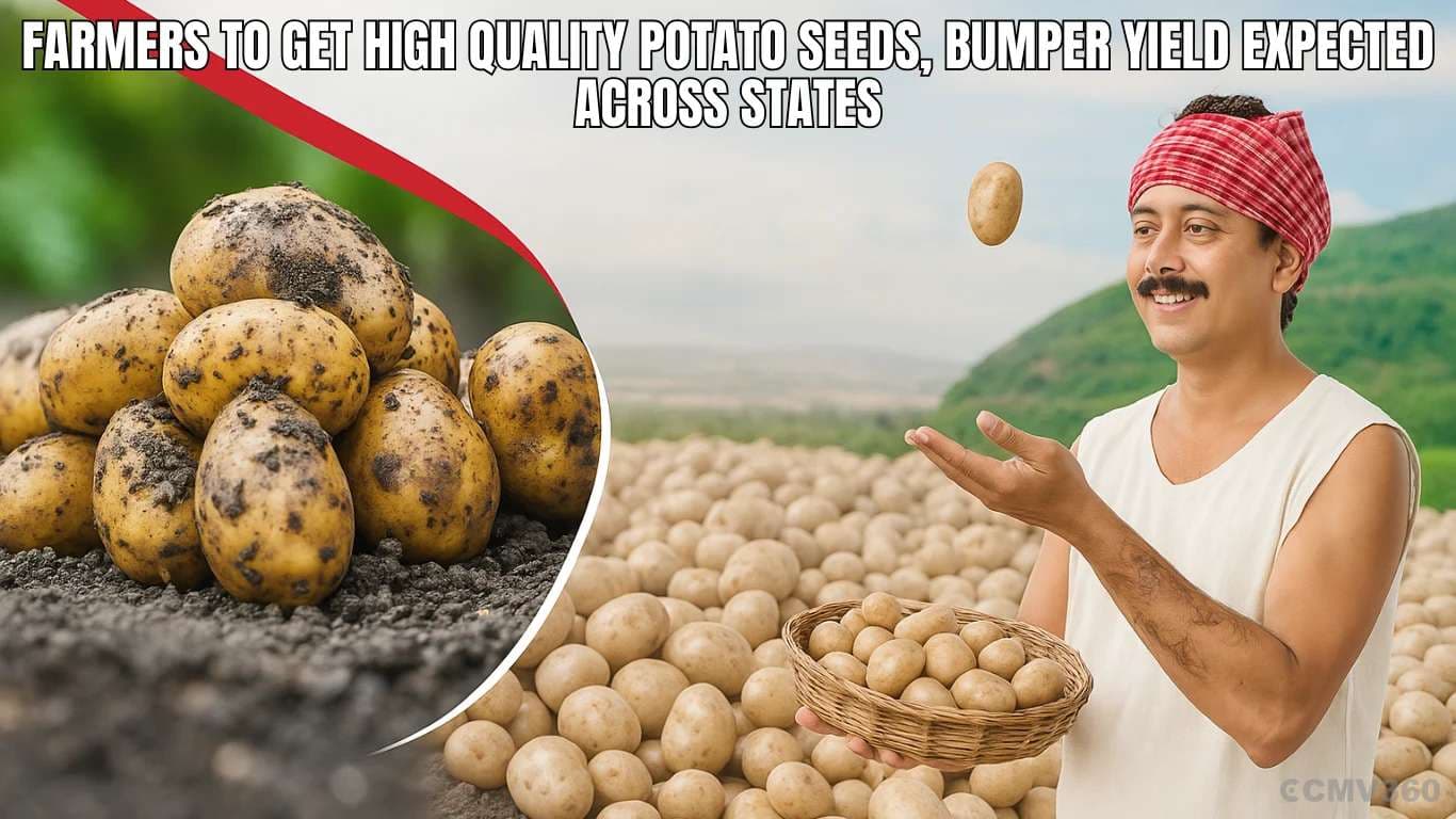 Farmers to Get High Quality Potato Seeds, Bumper Yield Expected Across States Farmers to Get High Quality Potato Seeds, Bumper Yield Expected Across States.webp