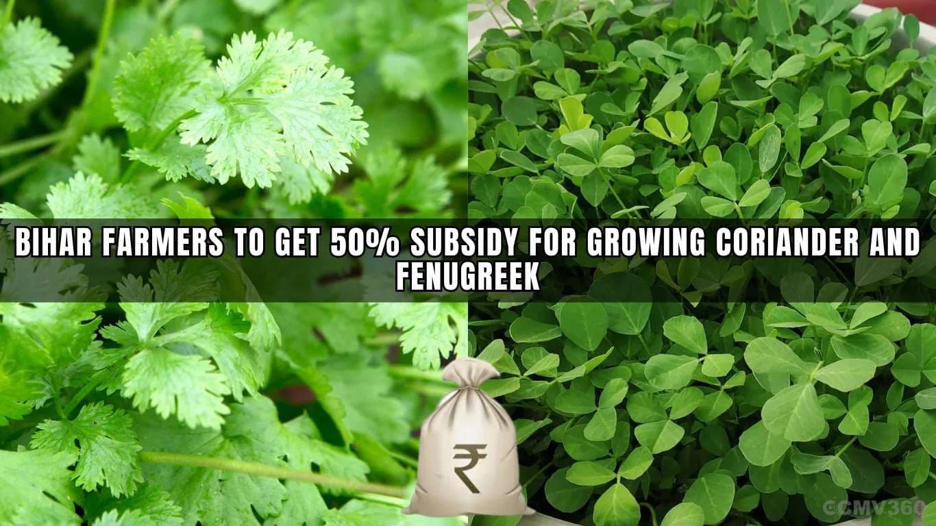 Bihar Farmers to Get 50% Subsidy for Growing Coriander and Fenugreek Bihar Farmers to Get 50% Subsidy for Growing Coriander and Fenugreek.webp