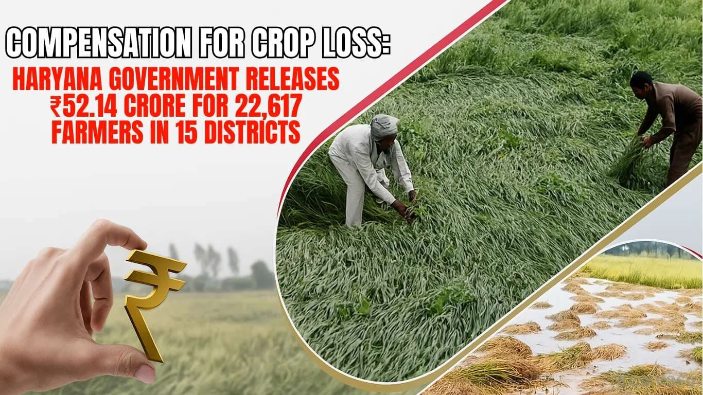 Compensation for Crop Loss: Haryana Government Releases ₹52.14 Crore for 22,617 Farmers in 15 Districts Crop compensation PMFBY.webp