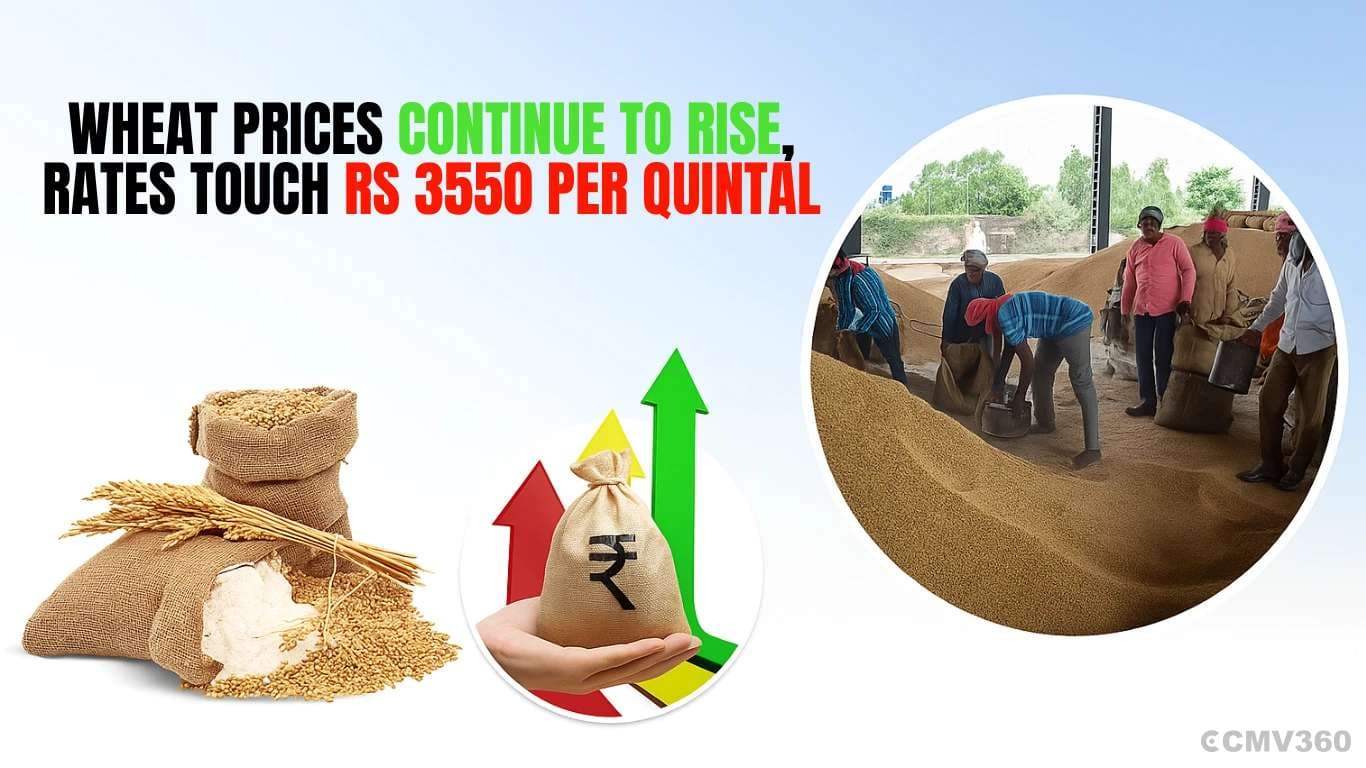 Wheat Prices Continue to Rise, Rates Touch Rs 3550 Per Quintal Wheat Prices Continue to Rise.webp