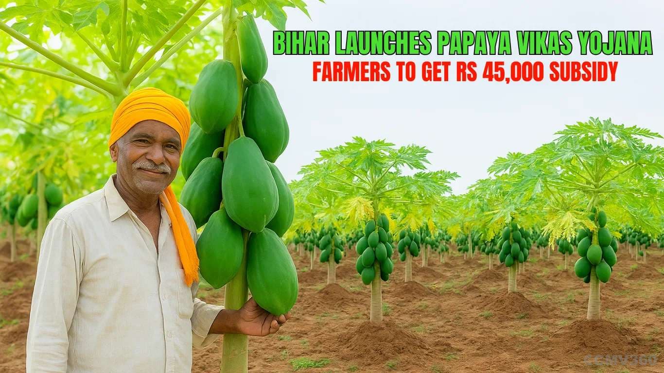Bihar Launches Papaya Vikas Yojana: Farmers to Get Rs 45,000 Subsidy Bihar Launches Papaya Vikas Yojana.webp