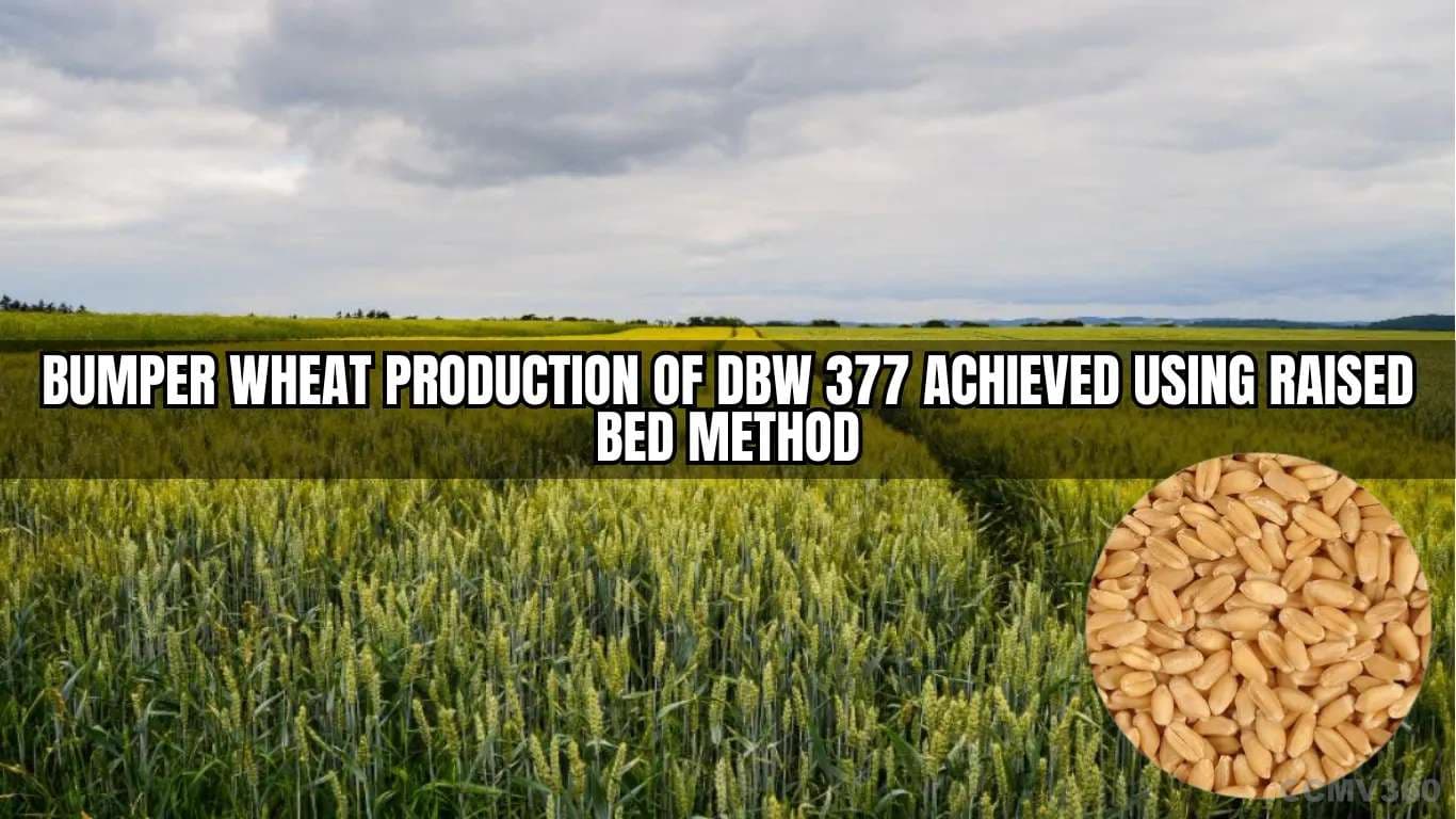 Bumper Wheat Production of DBW 377 Achieved Using Raised Bed Method Bumper Wheat Production of DBW 377 Achieved Using Raised Bed Method.webp